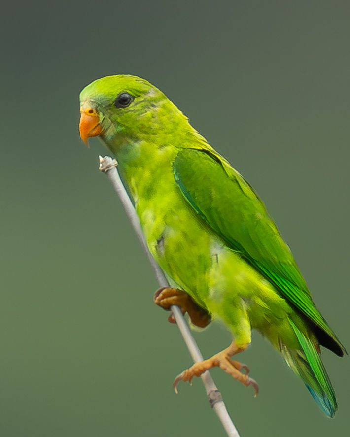 Vernal hanging parrot (7)