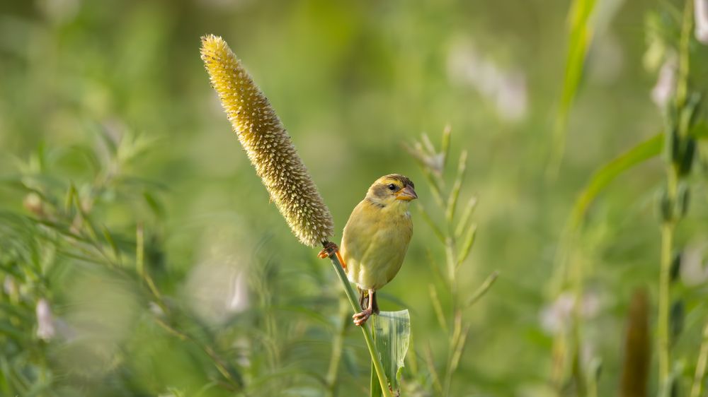 Birds on Bajra... (2)