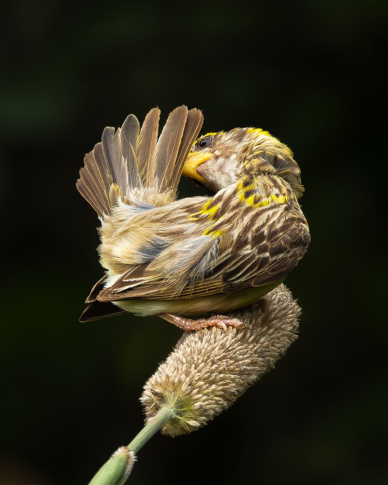 Birds on Bajra... (3)