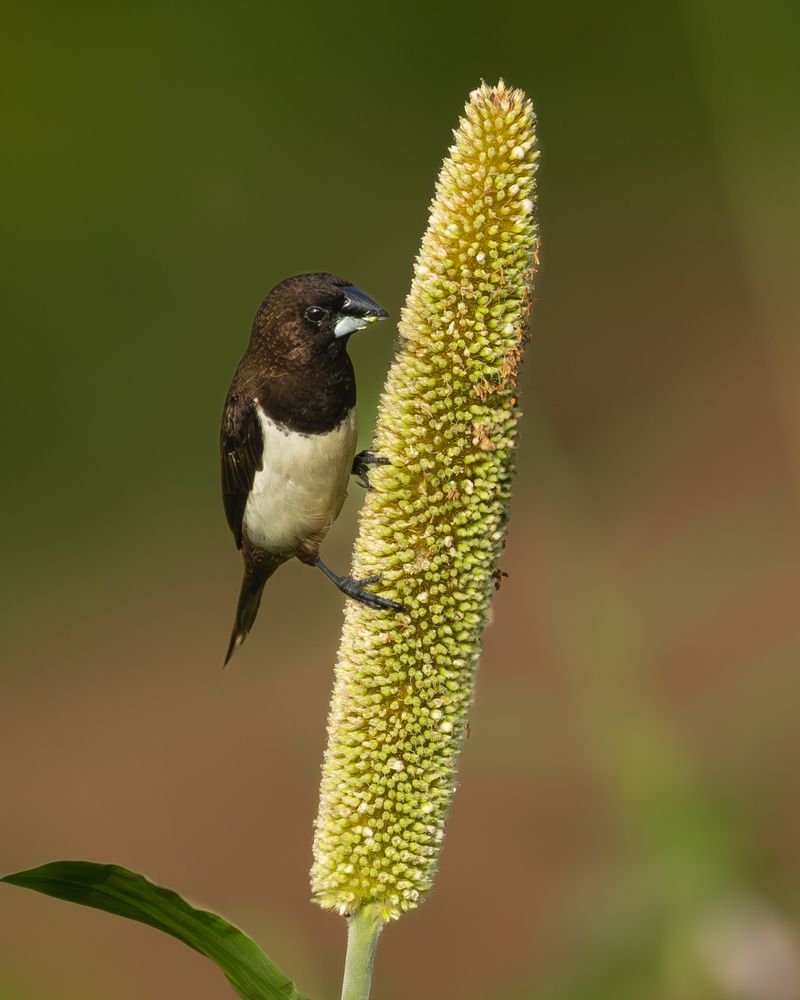 Birds on Bajra... (4)