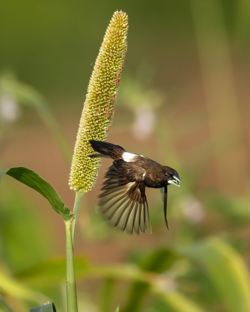Birds on Bajra... (5)
