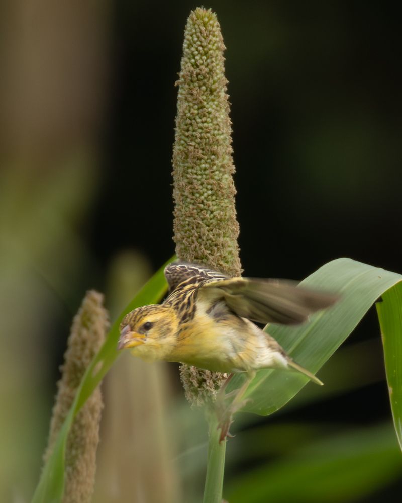 Birds on Bajra... (6)