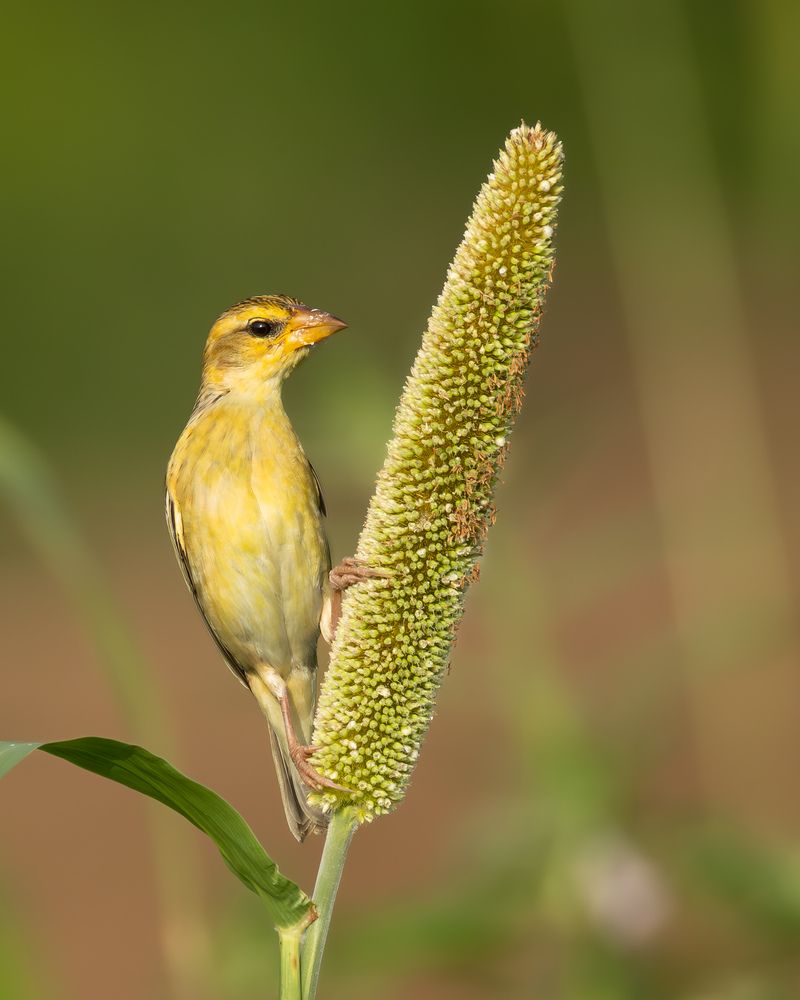 Birds on Bajra... (7)