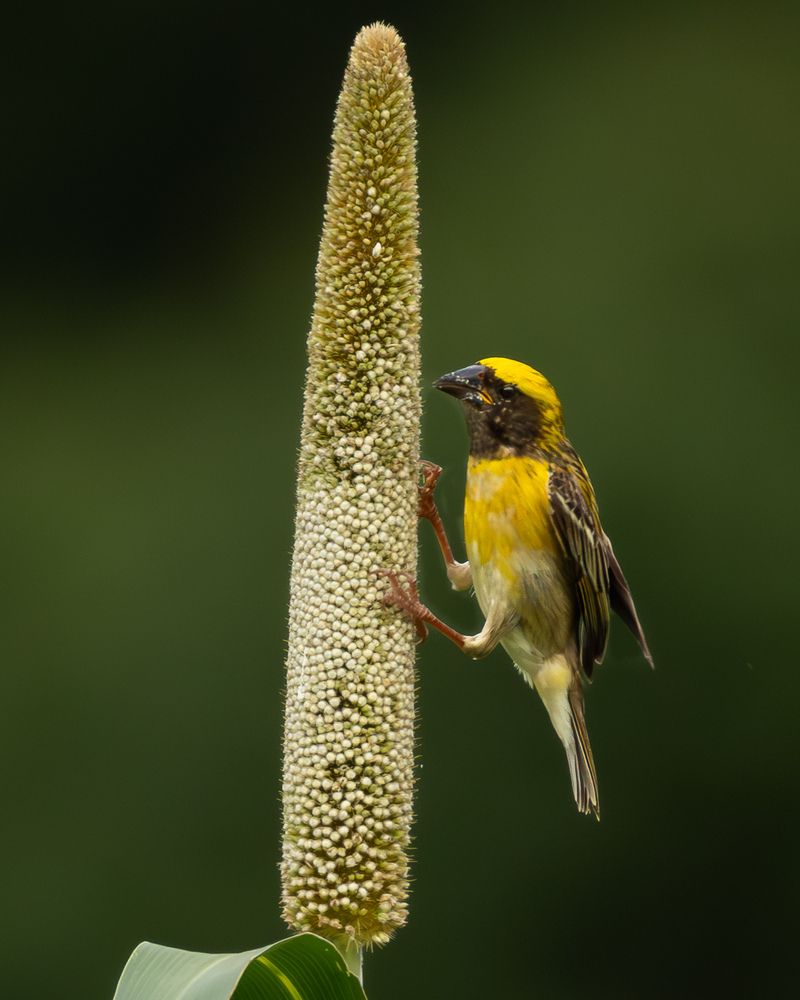 Birds on Bajra... (8)