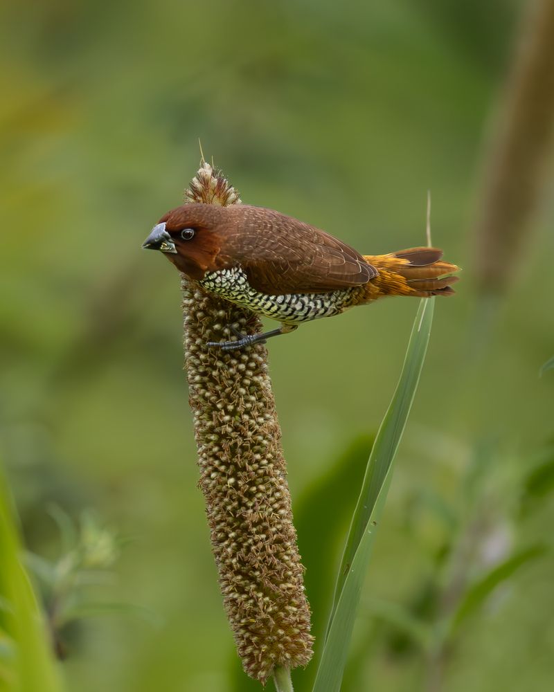 Birds on Bajra... (9)
