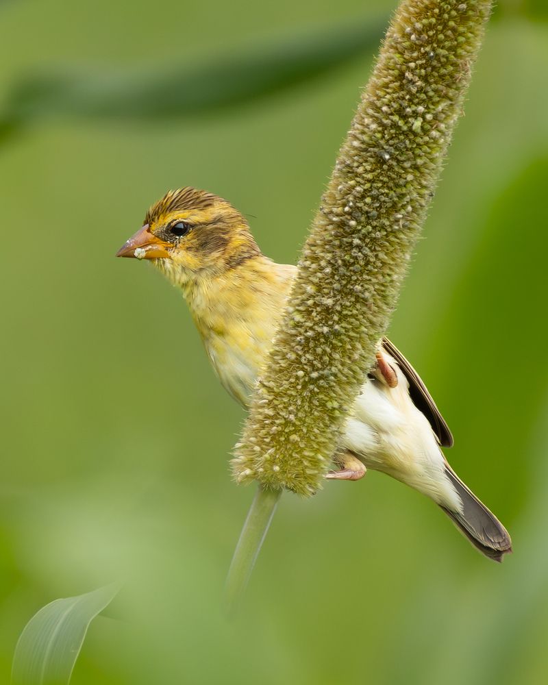 Birds on Bajra... (10)