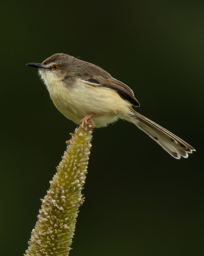 Birds on Bajra... (11)