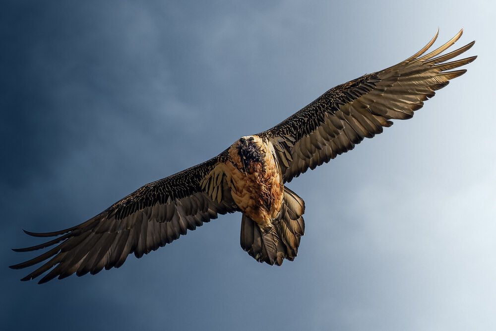 Birds of Kazakhstan (2)