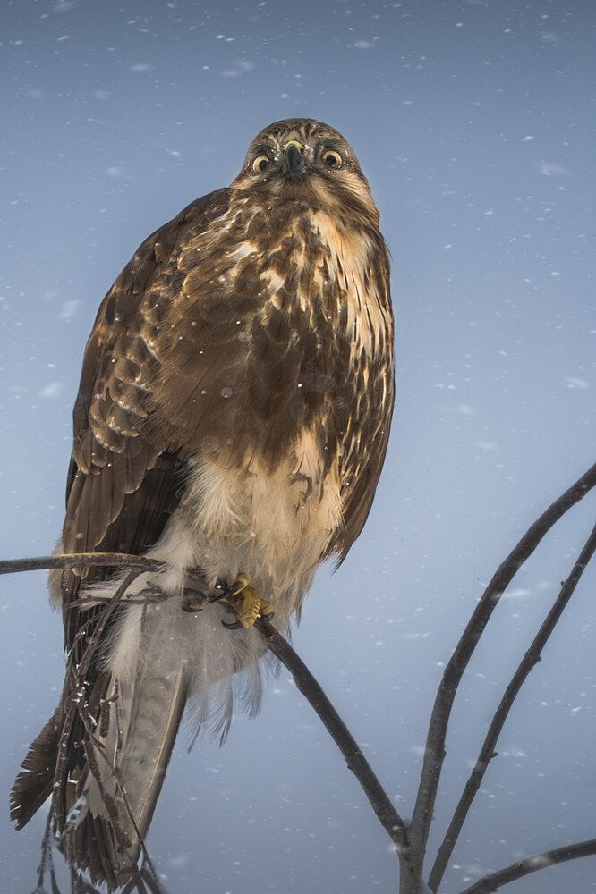 Birds of Kazakhstan (3)