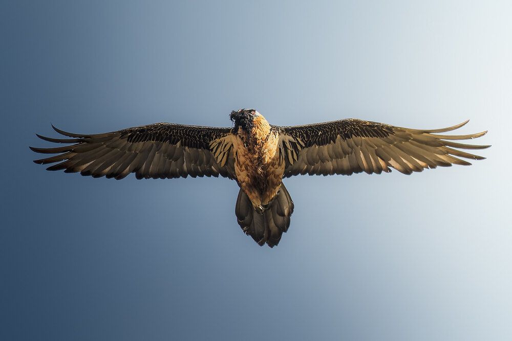 Birds of Kazakhstan (4)