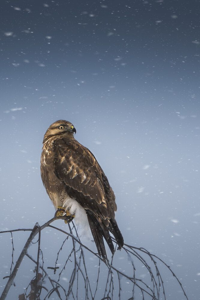 Birds of Kazakhstan (5)