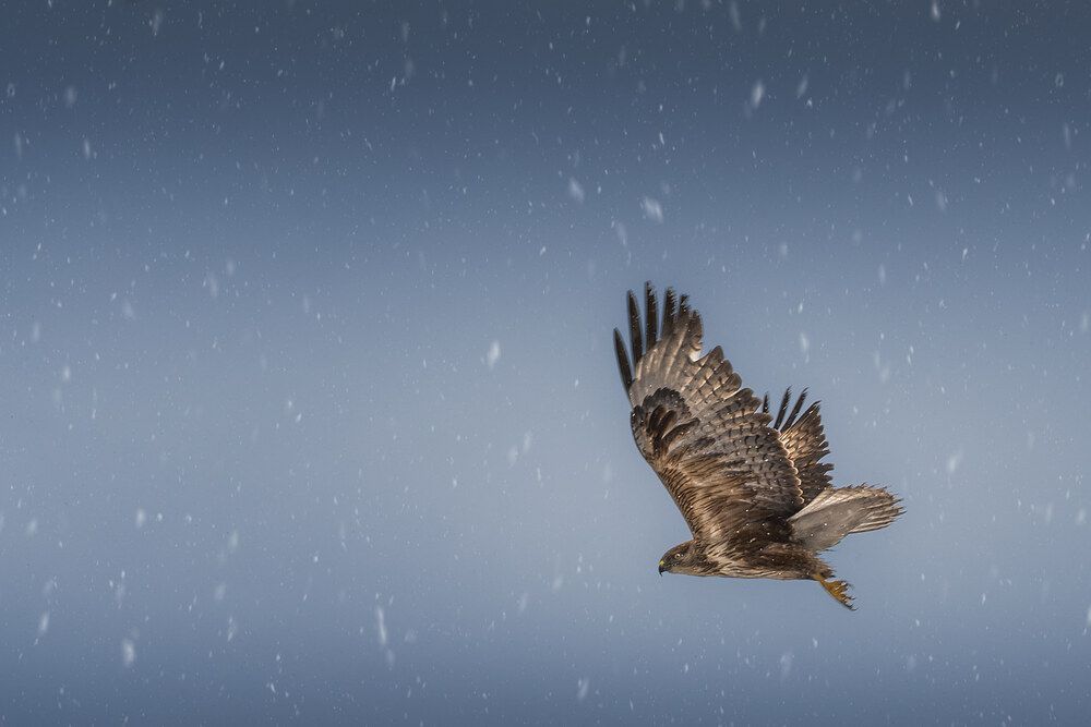 Birds of Kazakhstan (6)