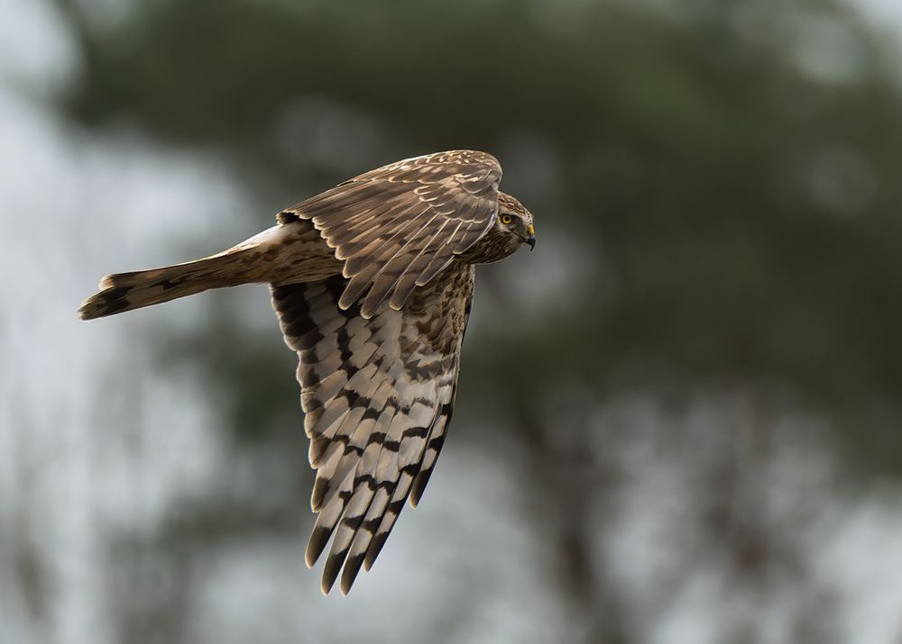 hen harrier (female) (2)