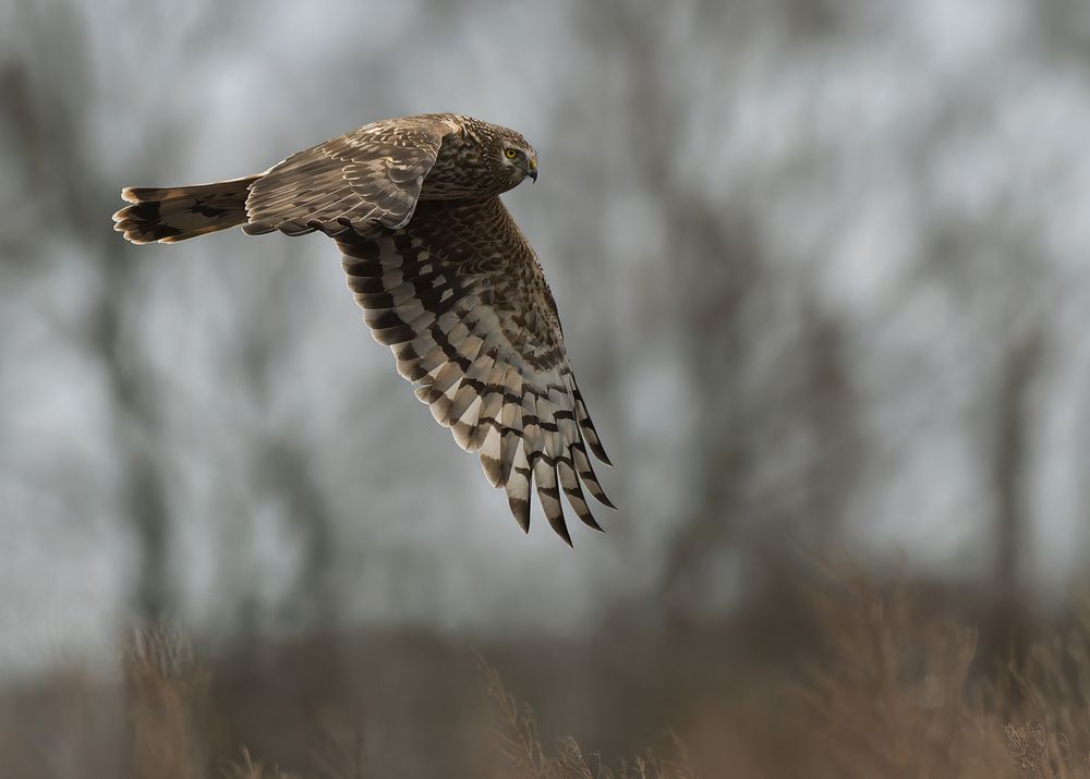 hen harrier (female) (3)