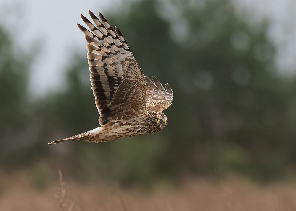 hen harrier (female) (4)