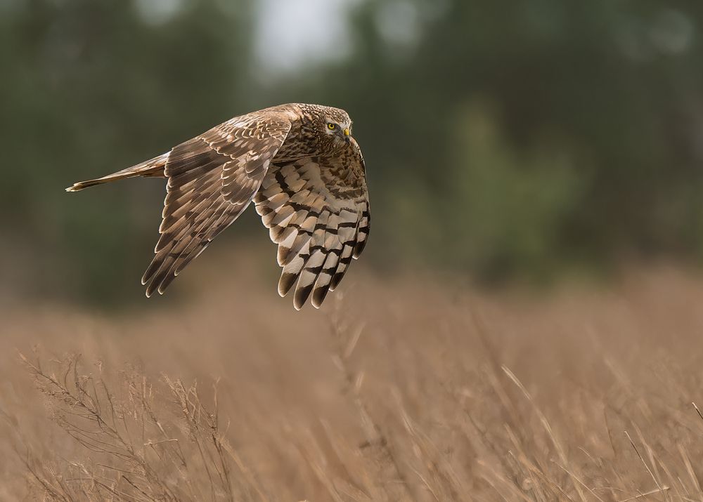 hen harrier (female) (5)