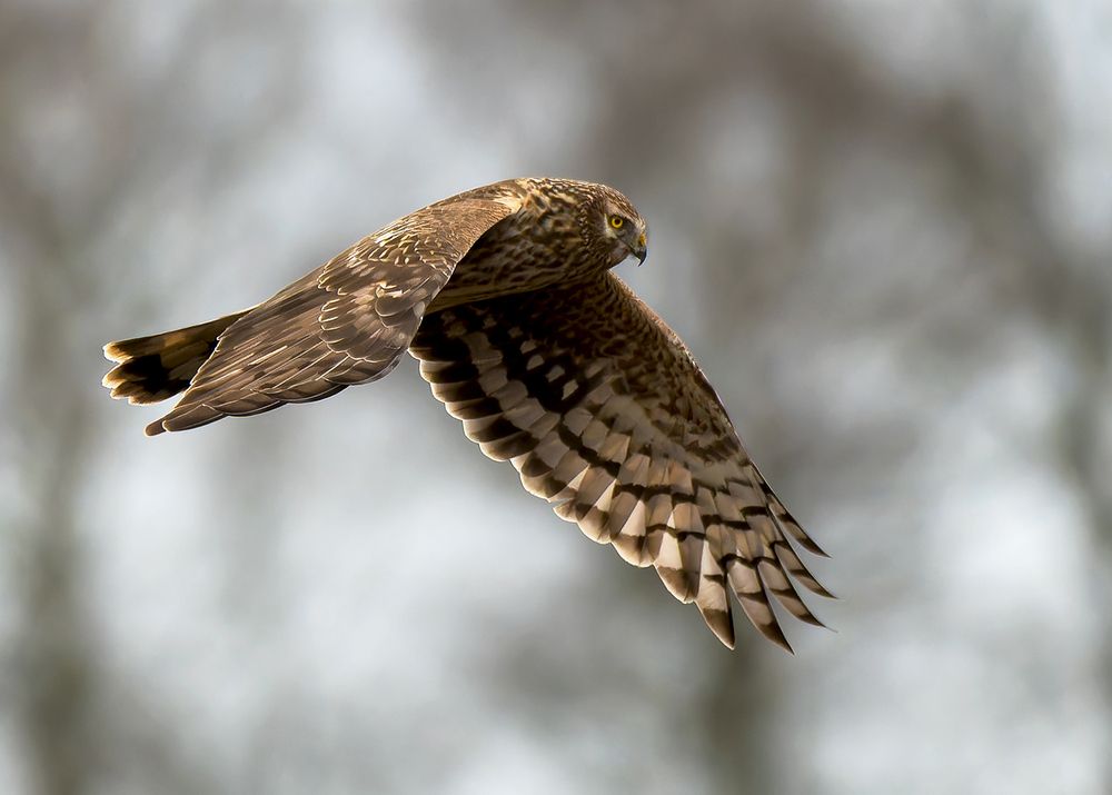 hen harrier (female) (6)