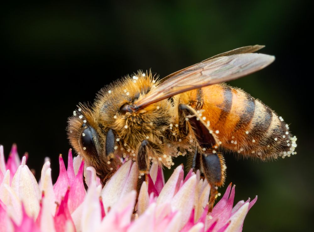 Honey Bees (5)