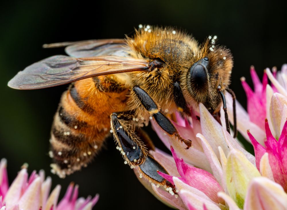 Honey Bees (4)