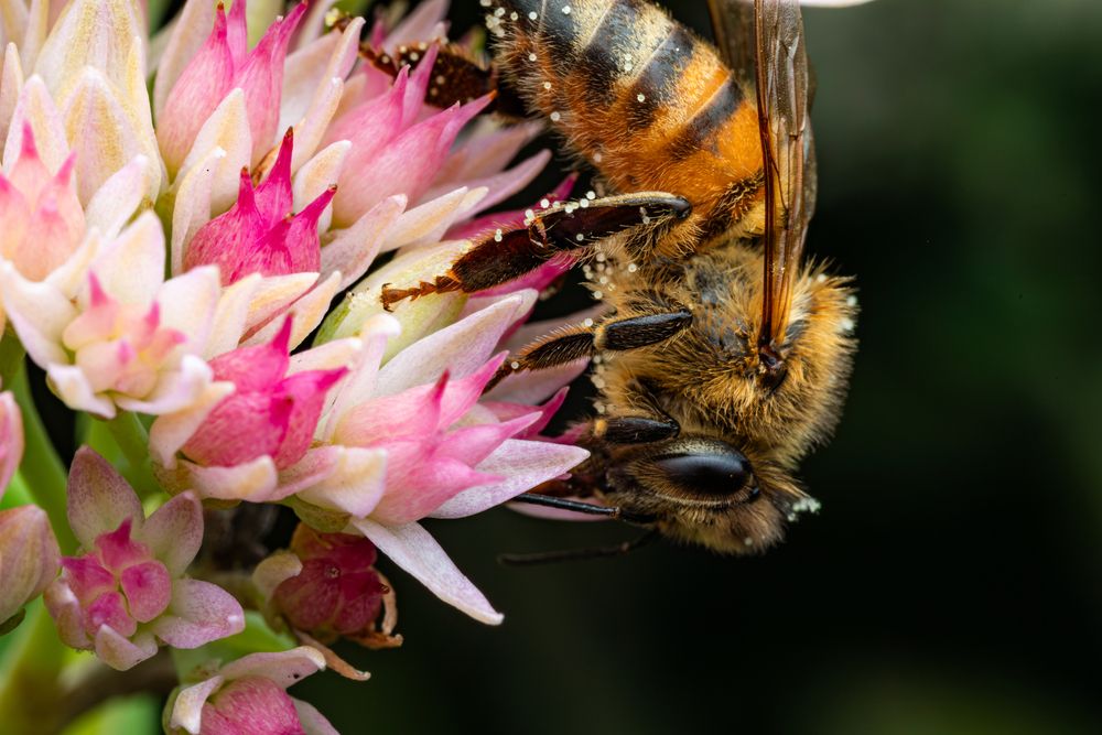 Honey Bees (7)
