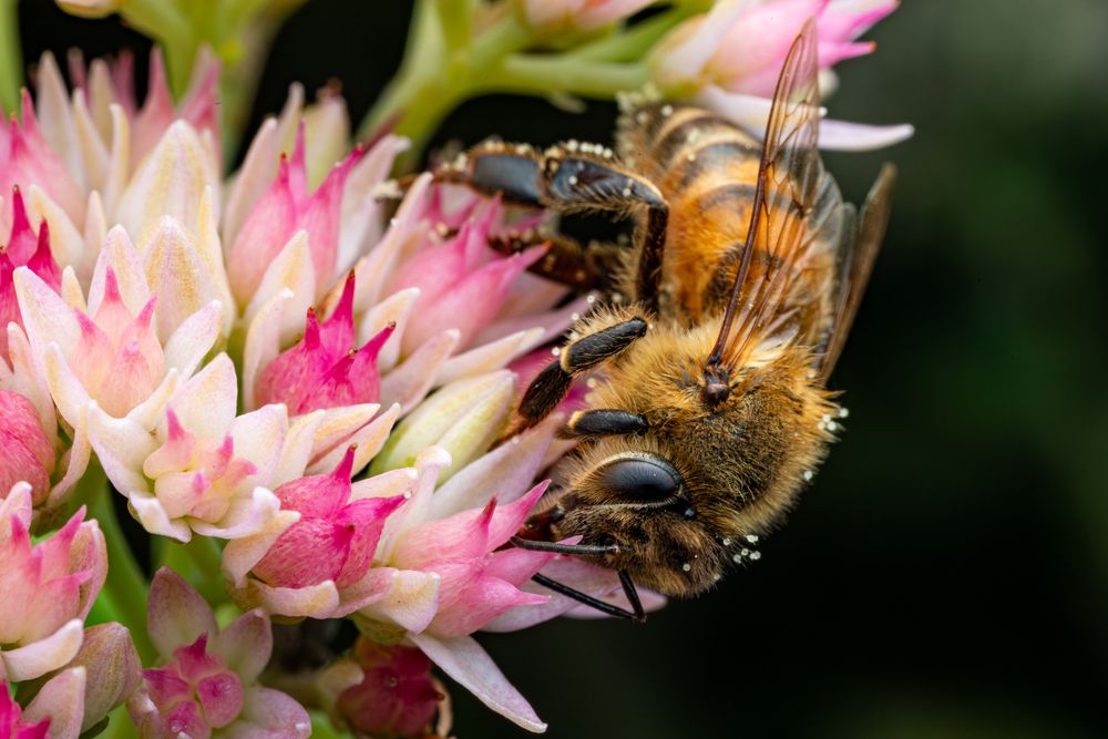 Honey Bees (8)