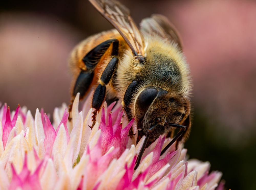 Honey Bees (2)