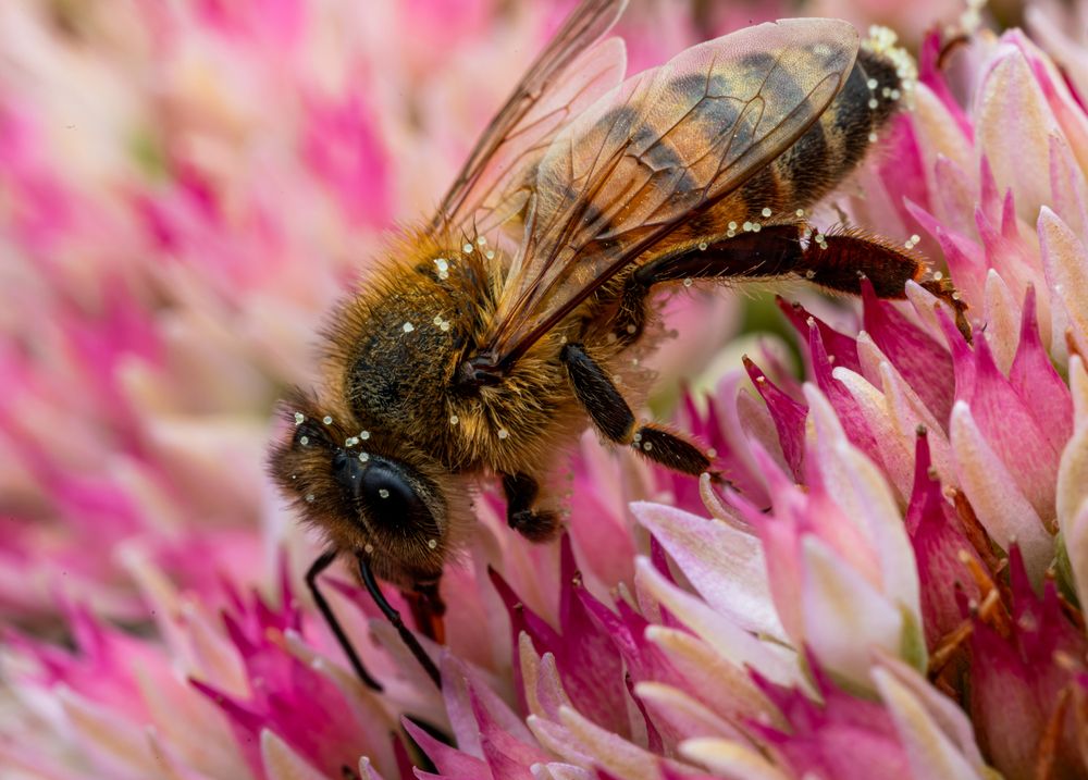 Honey Bees (9)