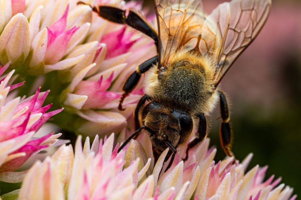 Honey Bees (3)