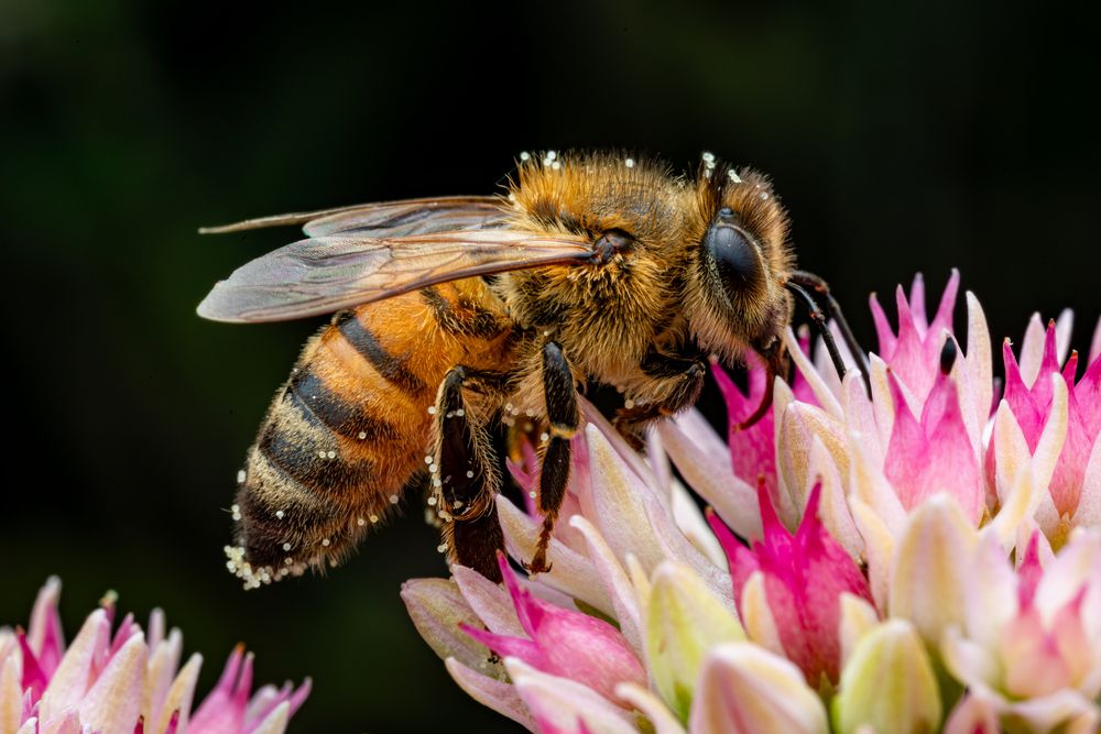 Honey Bees (6)