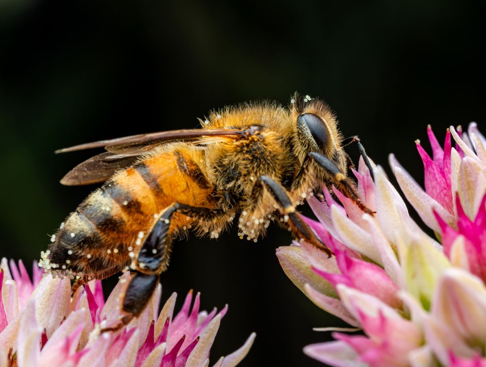 Honey Bees (10)