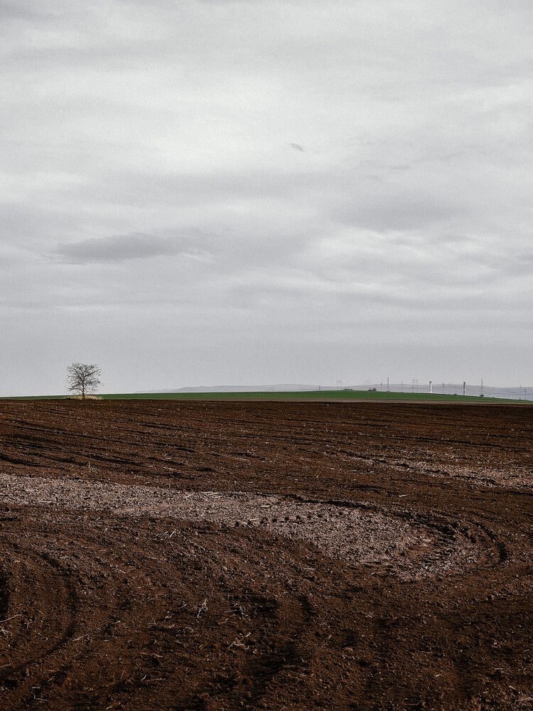 The field (4)