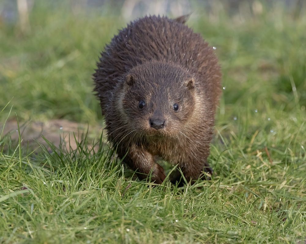 Otter Family (2)