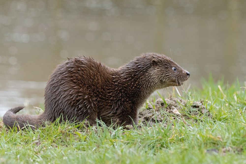 Otter Family (3)