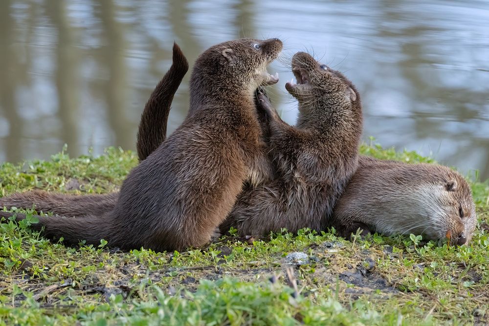 Otter Family (4)
