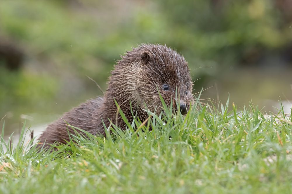 Otter Family (5)