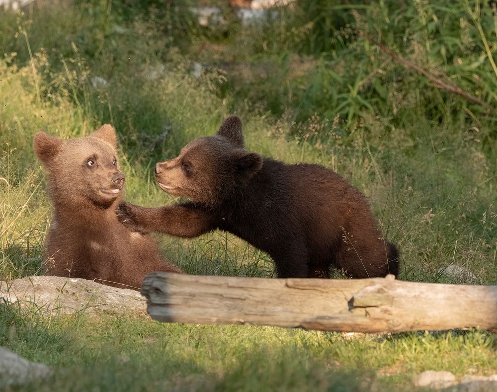 Brown Bear cabs (5)