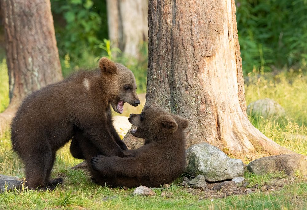 Brown Bear cabs (6)