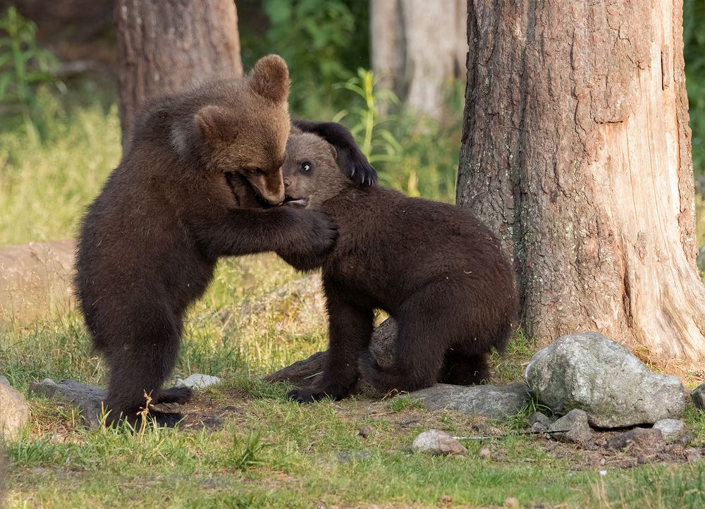 Brown Bear cabs (7)