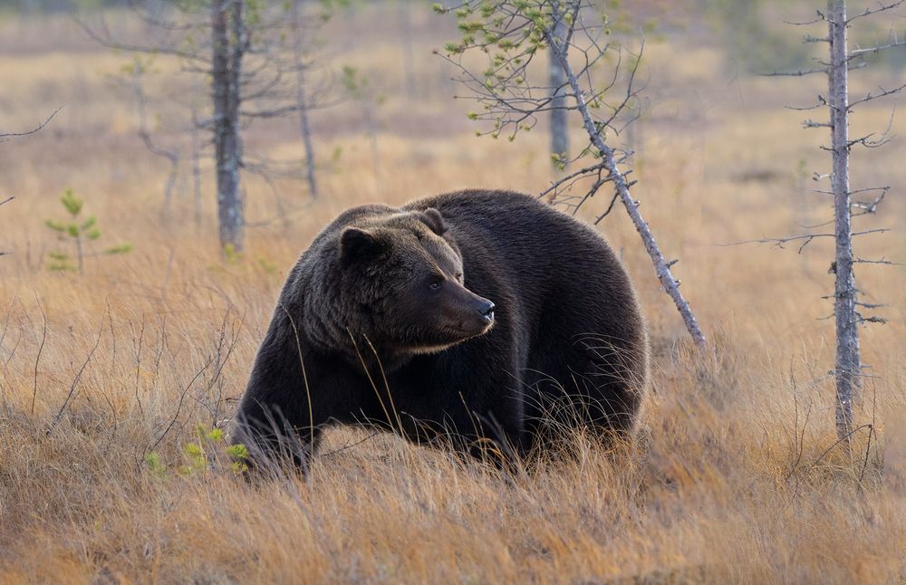 Brown Bear male (4)