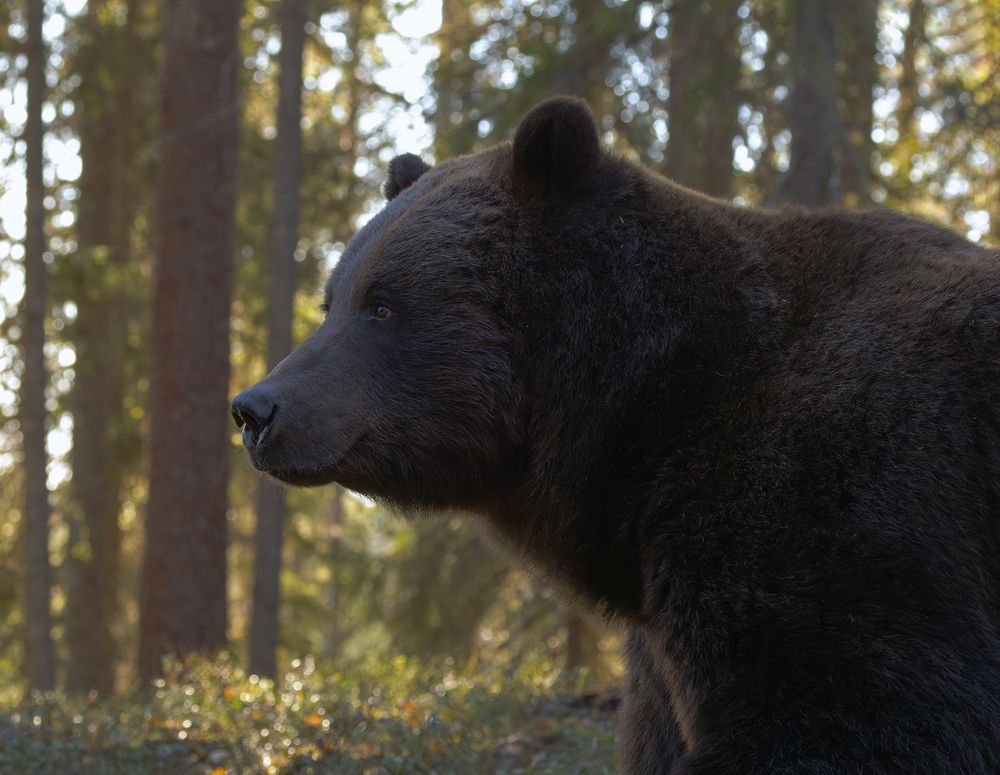 Brown Bear male (2)