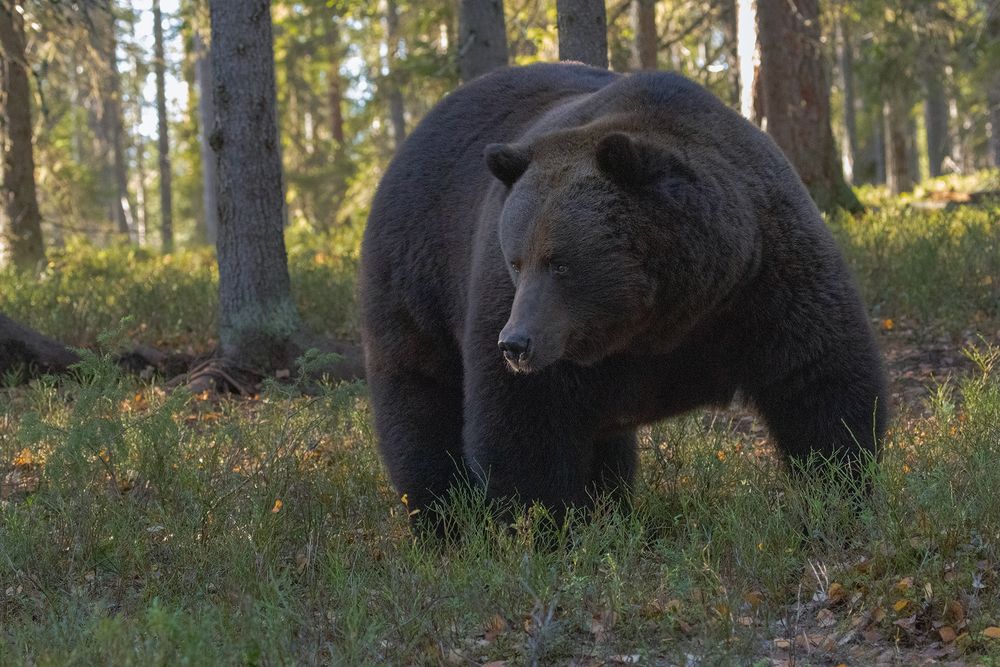 Brown Bear male (3)