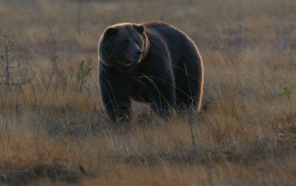 Brown Bear male (6)