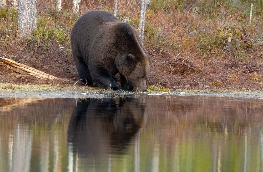 Brown Bear male (5)