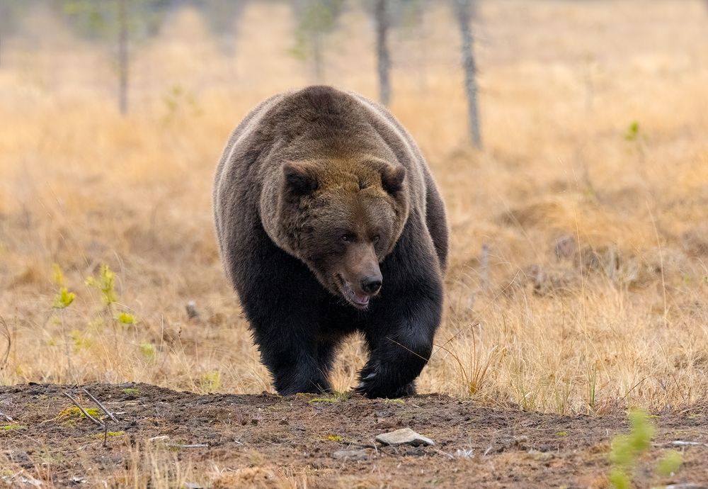 Brown Bear male (7)