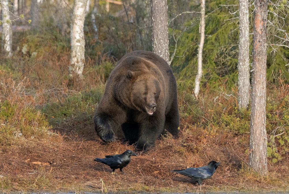 Brown Bear male (9)