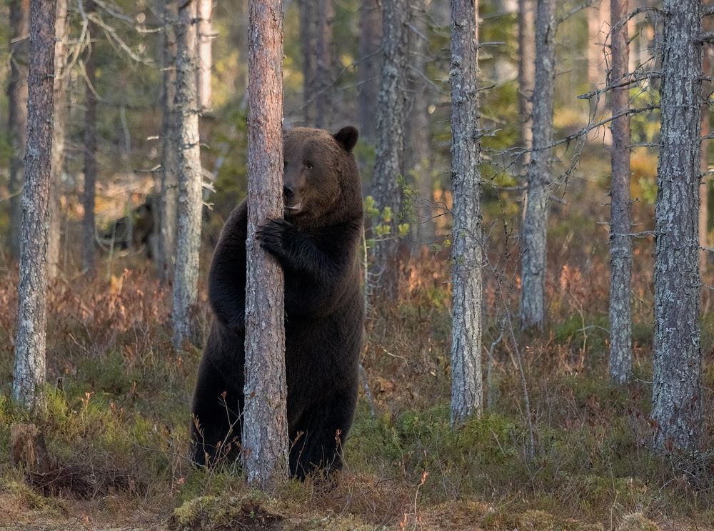 Brown Bear male (10)