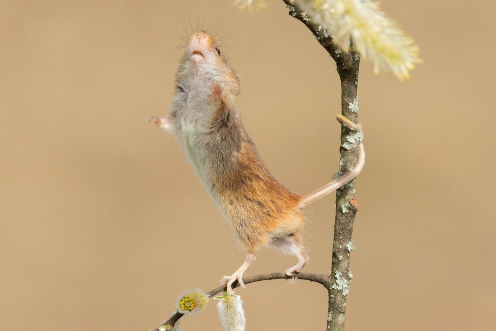 Harvest Mice (6)