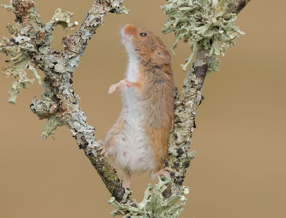 Harvest Mice (7)