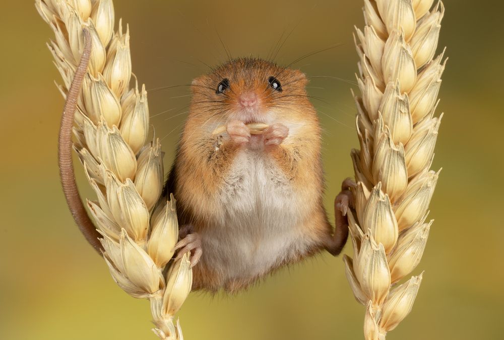 Harvest Mice (9)