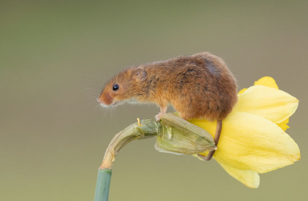 Harvest Mice (10)